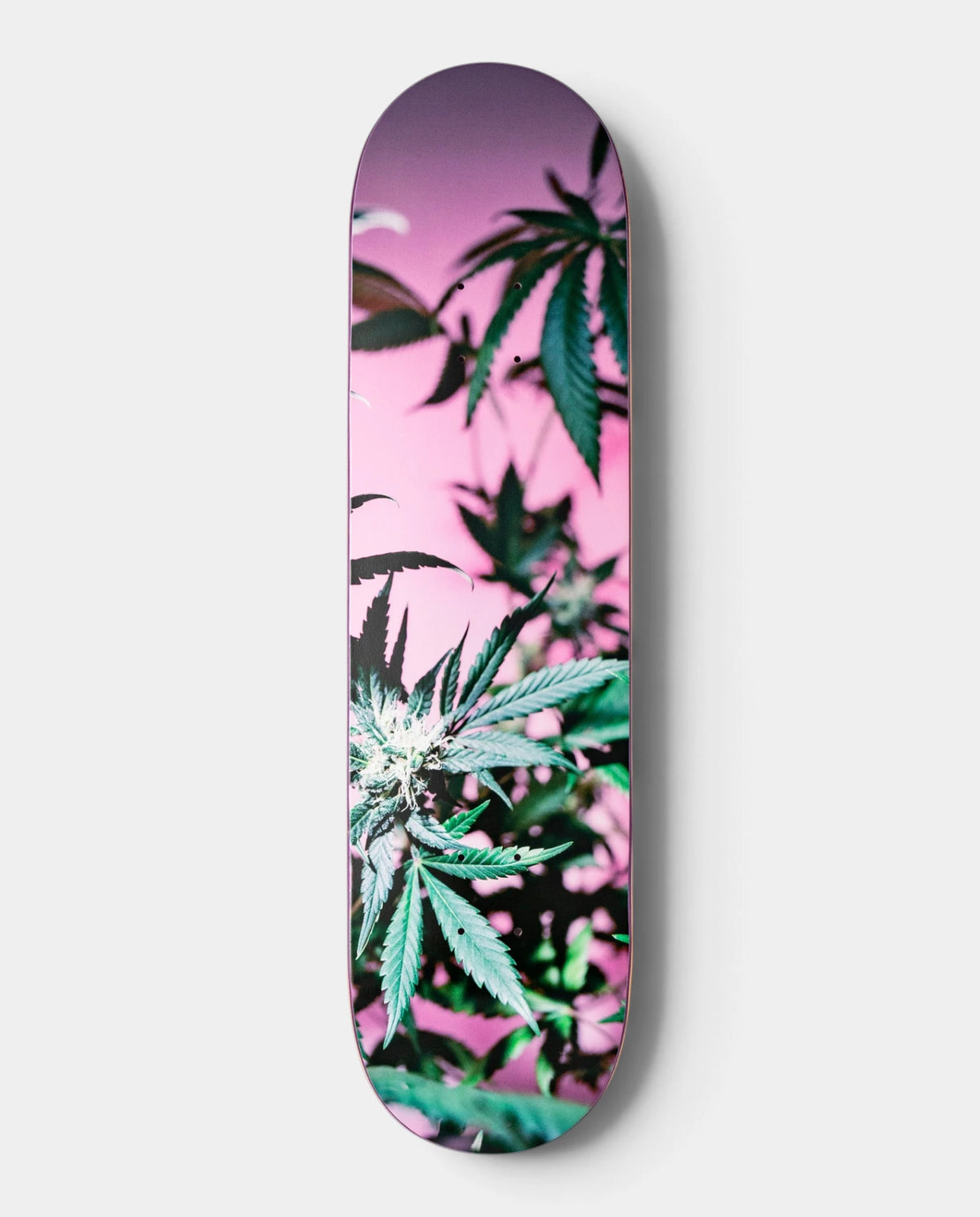 Lockwood Avenue Poetic Collective Coloured Cannabis Series 2 deck, full-length photo of cannabis leaves on a pink background
